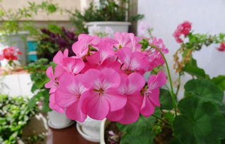 養(yǎng)花周記20字