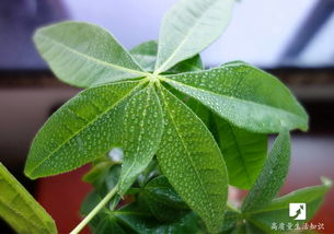 養(yǎng)花用白糖嗎