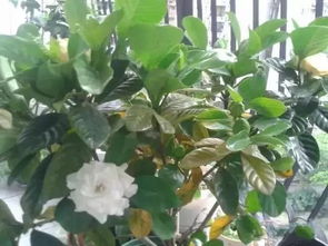 過期藥可以用來養(yǎng)花嗎