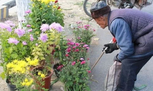 養(yǎng)花養(yǎng)魚寓意