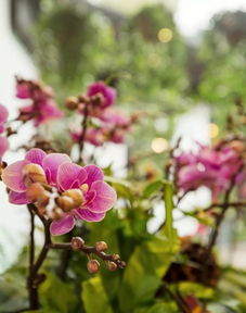 養(yǎng)花育人環(huán)境靜待花開