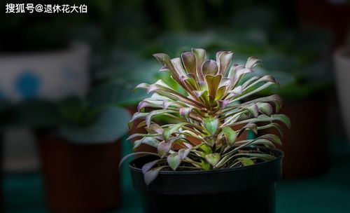 鹽水對(duì)養(yǎng)花有意嗎