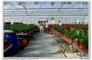 養(yǎng)花什么時候上溫室