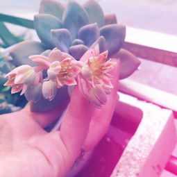 愛養(yǎng)花的人是什么心理