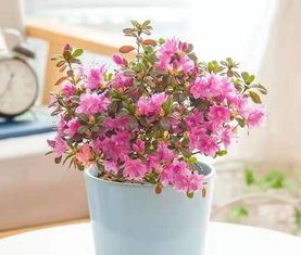 家里養(yǎng)花用凈水澆花好嗎