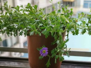 帶側(cè)孔朔料盆養(yǎng)花好嗎