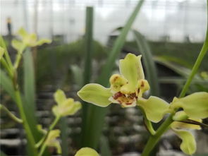 長興有養(yǎng)花的基地