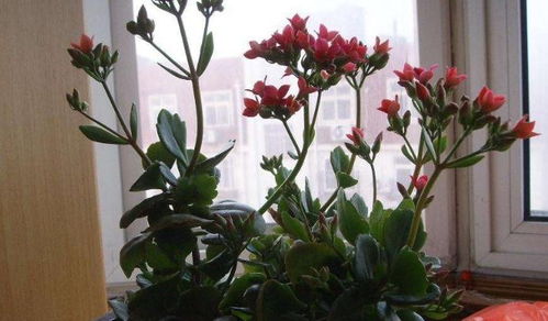 養(yǎng)花的木屑應(yīng)該放在什么地方