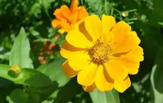 人為什么喜歡花養(yǎng)花