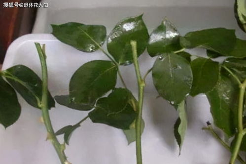 養(yǎng)花的素沙是什么