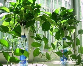 夏季養(yǎng)花怎樣防治小黑蟲(chóng)子