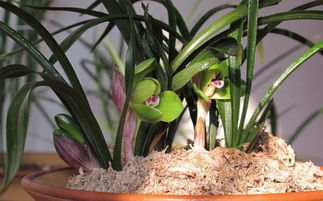 怎么制作發(fā)酵土養(yǎng)花