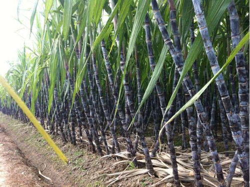 甘蔗皮能養(yǎng)花嗎