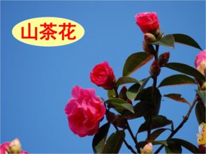 6下語(yǔ)文養(yǎng)花