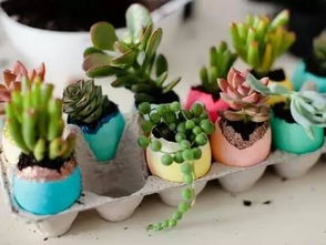 雞蛋殼里養(yǎng)花大全