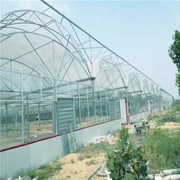 大棚代養(yǎng)花