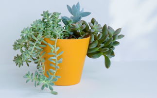 鉛筆沫可以養(yǎng)花嗎