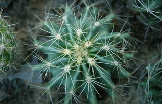 風(fēng)水養(yǎng)花能養(yǎng)仙人球嗎