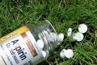 阿司匹林養(yǎng)花葉面噴施還是灌根