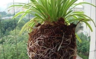 養(yǎng)花土用面沙細(xì)沙中沙粗沙