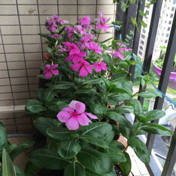 作者從養(yǎng)花中獲得了無窮的樂趣