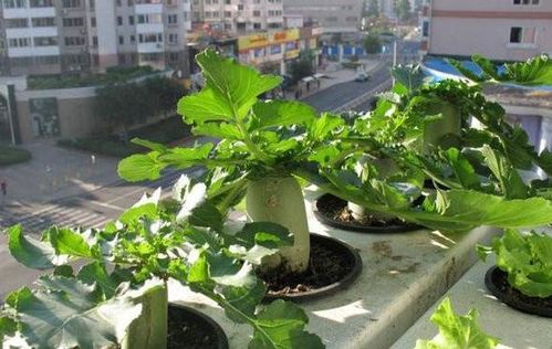 如何自制有機(jī)肥養(yǎng)花大全