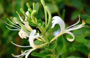 金銀花養(yǎng)花技巧