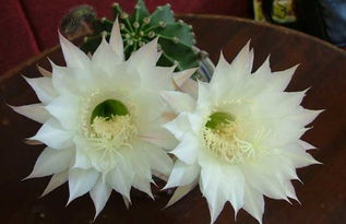 室內(nèi)養(yǎng)花如何增加濕度