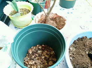 養(yǎng)花生活中透氣透水花生殼