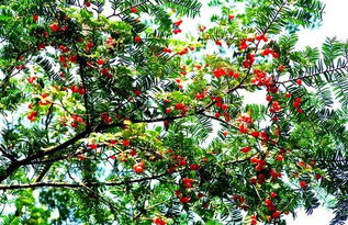 養(yǎng)花大全紅豆杉
