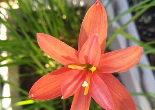 家庭養(yǎng)花最常用的花肥