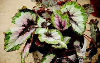 養(yǎng)花大全之蟆葉秋海棠