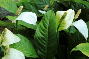 養(yǎng)花的技巧一帆風順喜歡水嗎