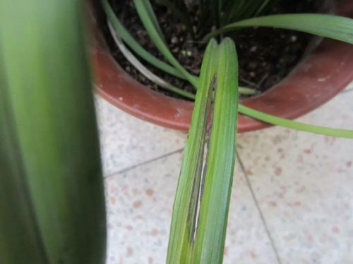 養(yǎng)花花莖枯萎