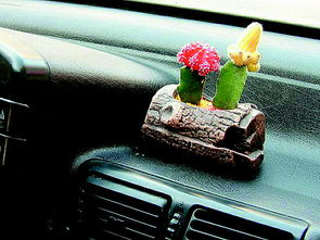 車(chē)?yán)锟梢责B(yǎng)花么