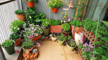 冬季養(yǎng)花怎么通風(fēng)