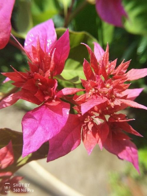 愛養(yǎng)花是不是可以長壽