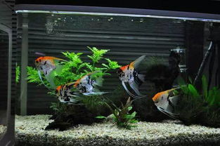 風水大師魚缸養(yǎng)花草好嗎