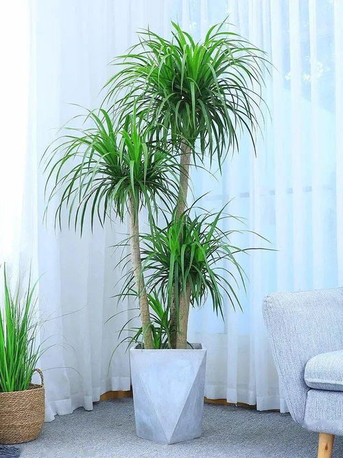 養(yǎng)花好處多修身養(yǎng)性豐富生活