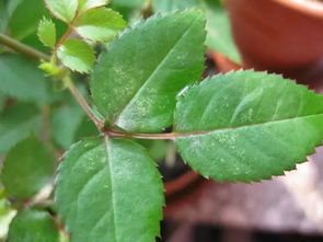 小蘇打怎么養(yǎng)花