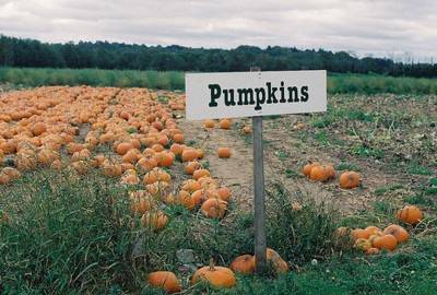 水象星座養(yǎng)花