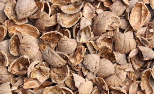 核桃皮如何養(yǎng)花