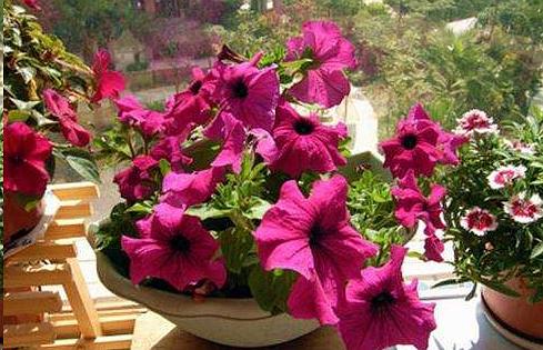 養(yǎng)花用什么詞