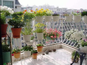 高層窗外的窗臺(tái)如何利用養(yǎng)花