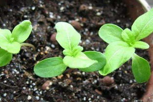 養(yǎng)花施雞糞行嗎