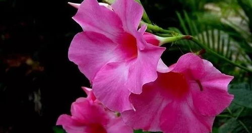 劍三養(yǎng)花什么意思