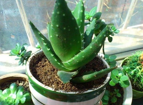 養(yǎng)花光照不夠