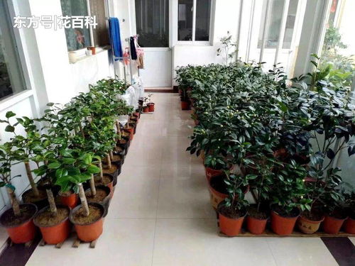 陽(yáng)臺(tái)通風(fēng)不好怎么養(yǎng)花