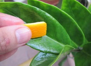 鮮橘子皮可以養(yǎng)花嗎