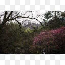 小學(xué)生養(yǎng)花資料